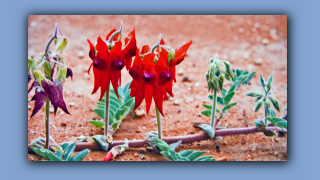 1993_NT_D05-13-41_Sturt's Desert Pea (Clianthus formosus).jpg